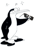 Cool Penguin